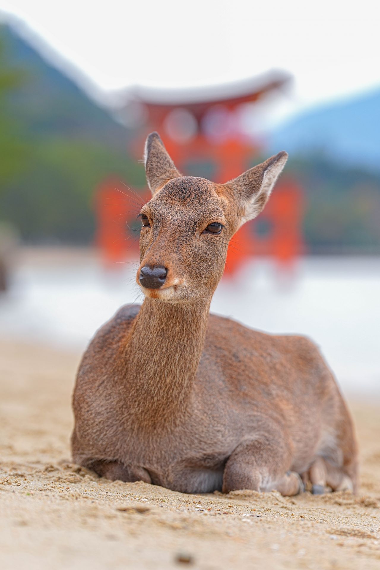 Deer at Itsukushima island