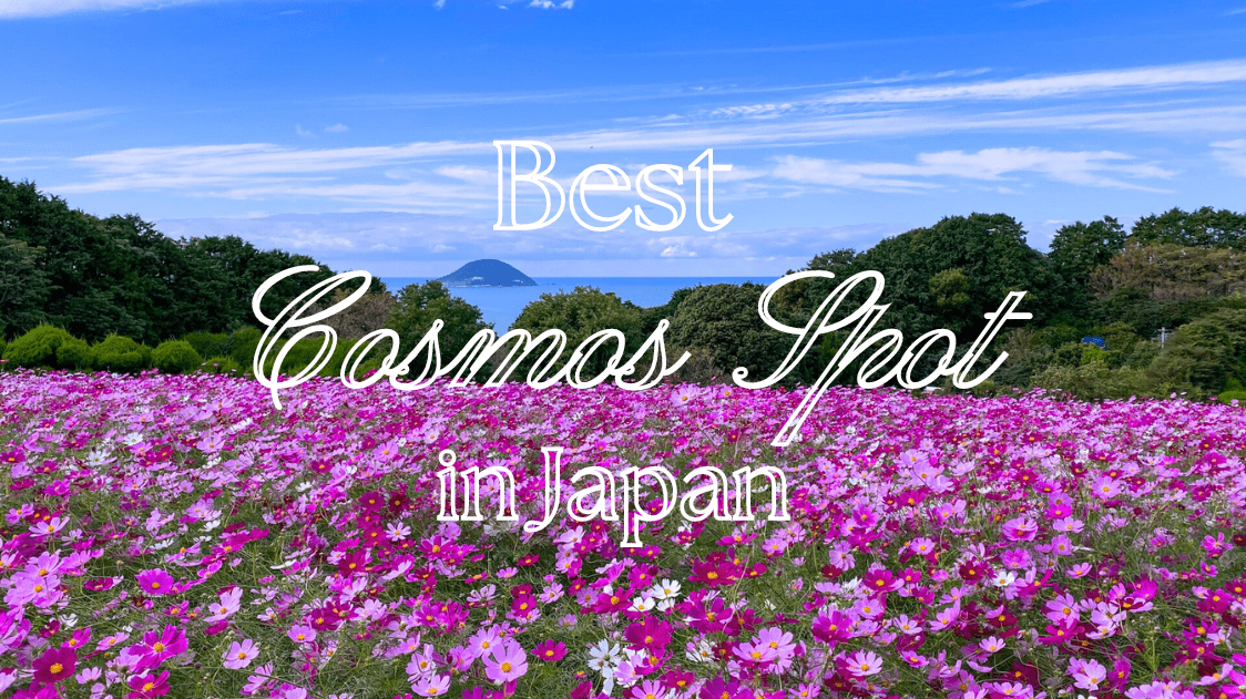 Best Cosmos Spot in Japan-min