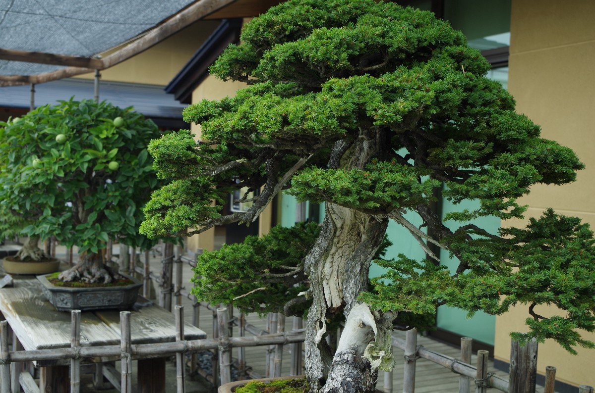 Bonsai at Bonsai Art Museum, Saitama