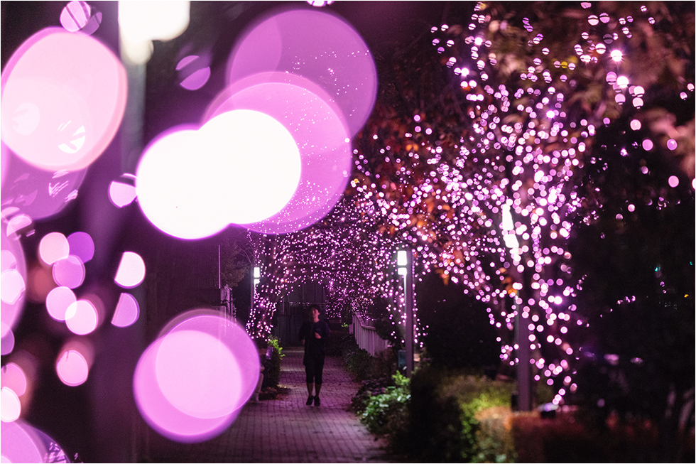 Meguro River Minna no Illumination