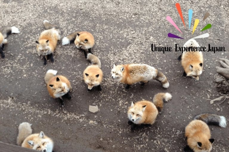 Fox village